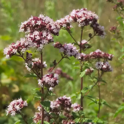 Dobromyseľ obyčajná Aromata - Origanum vulgare - predaj semien - 1000 ks