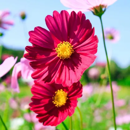 Krasuľka perovitá Cosmini Red - Cosmos bipinnatus - predaj semien - 20 ks