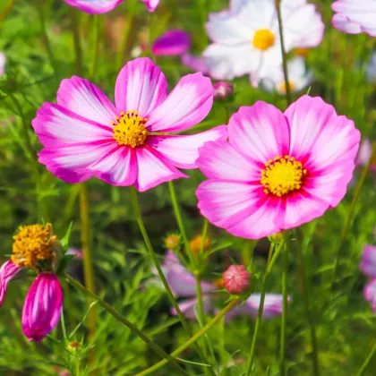 Krásuľka perovitá Cosmira Bicolor - Cosmos bipinnatus - predaj semien - 20 ks