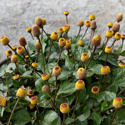 Acmella oleracea - Spilanthes oleracea - predaj semien - 80 ks