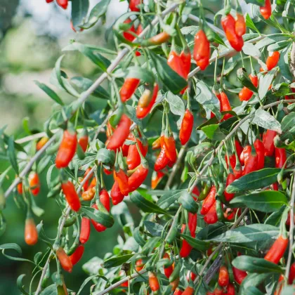 Kustovnica goji červená - Lycium - predaj jednoducho korenených sadeníc - 1 ks