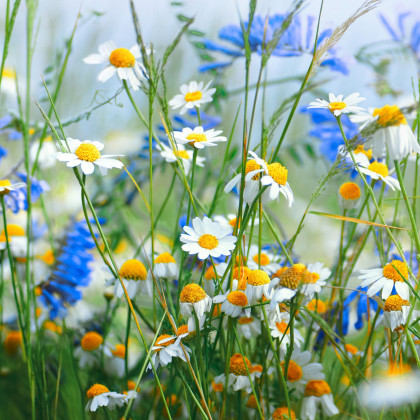 Zmes modrých a bielych kvetov - predaj výsevných pásikov - 5 m
