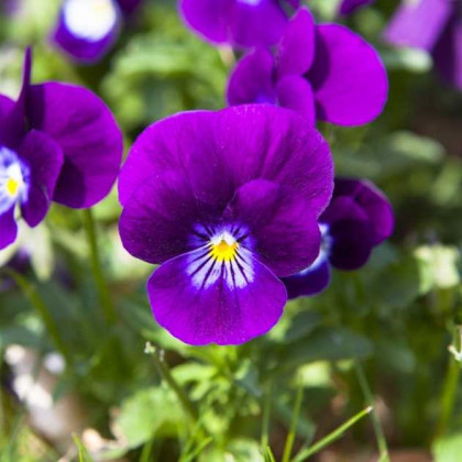 Fialka Twix F1 Violet Flare - Viola cornuta - predaj semien - 20 ks