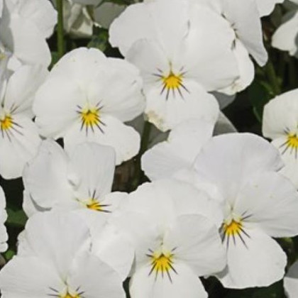 Fialka Twix F1 Snow - Viola cornuta - predaj semien - 20 ks
