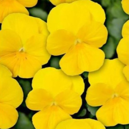 Fialka Twix F1 Yellow - Viola cornuta - predaj semien - 20 ks