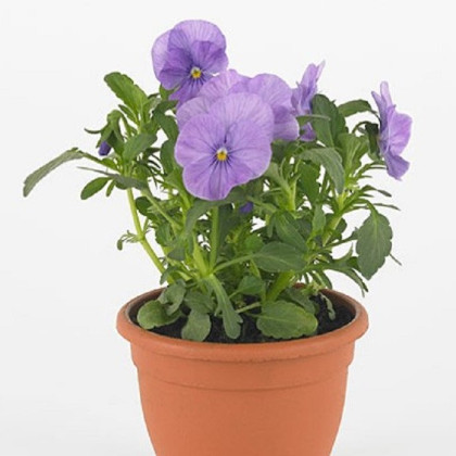 Fialka Twix F1 Lavender Shades - Viola cornuta - predaj semien - 20 ks
