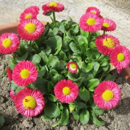 Sedmokráska Speedstar Plus Rose - Bellis perennis - predaj semien - 40 ks