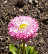 Sedmokráska chudobka Robella - Bellis perennis - predaj semien - 40ks