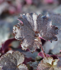 Heuchera Palace Purple - Heuchera - predaj semien - 20 ks