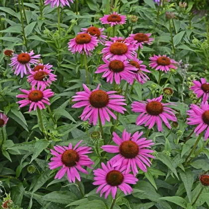 Echinacea purpurea - predaj semien - Echinacea purpurea Primadonna Deep Rose - 15 ks