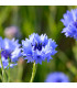 BIO Nevädza modrá - Centaurea cyanus - predaj bio semien - 30 ks