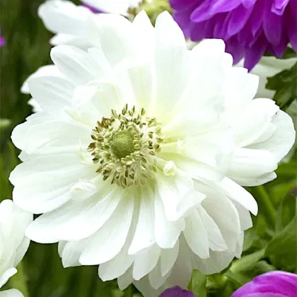 Veternica Mount Everest - Anemone - predaj cibuľovín - 3 ks