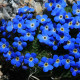 Nezábudka alpská temne modrá - Myosotis alpestris - semiačka - 130 ks