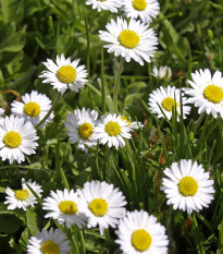 Sedmokráska obyčajná biela - Bellis perennis - predaj semien - 70 ks