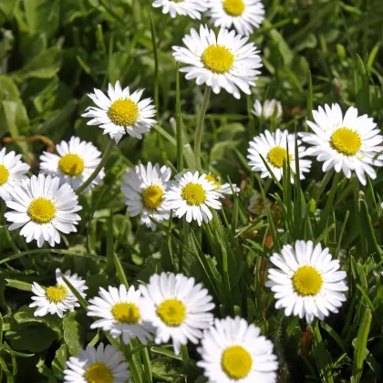 Sedmokráska obyčajná biela - Bellis perennis - predaj semien - 70 ks