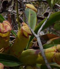 Krčiažnik madagaskarský - Nepenthes madagascariensis - predaj semien - 10 ks