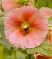 Topoľovka plnokvetá ružová Chaters - Alcea rosea - predaj semien - 7 ks