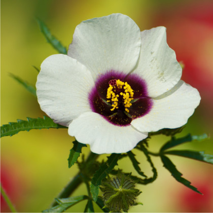 Ibištek trojdielny - Hibiscus trionum - predaj semien ibišteka - 5 ks