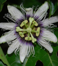 Mučenka jedlá - Passiflora edulis - semiačka - 5 ks