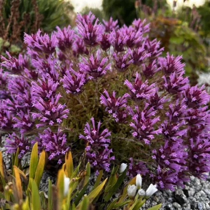 Materina dúška dlhokvetá – Thymus longiflorus – predaj semien vytrvalých bylín