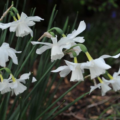 Narcis Thalia - Narcissus Thalia - predaj cibuľovín - 3 ks