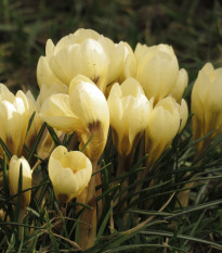 Krókus Cream beauty - Crocus - predaj cibuľovín - 3 ks