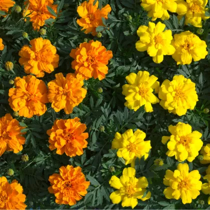 Aksamietnica rozložitá Primo - Tagetes patula - predaj semien - 0,3 g