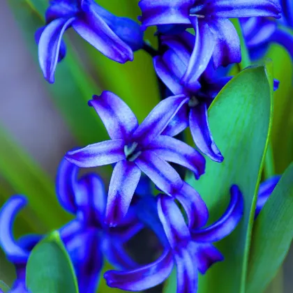 Hyacint Delft Blue - Hyacinthus orientalis - predaj cibuľovín - 1ks