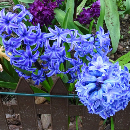 Hyacint Delft Blue - Hyacinthus orientalis - predaj cibuľovín - 1ks