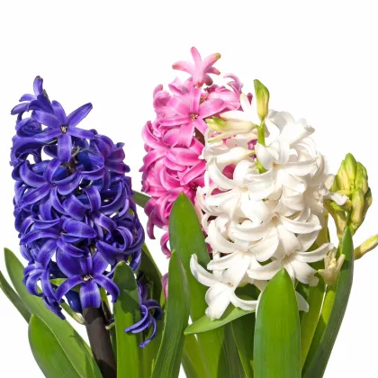 Balíček cibuliek hyacintov - Hyacinthus - predaj cibuľovín - 4 ks