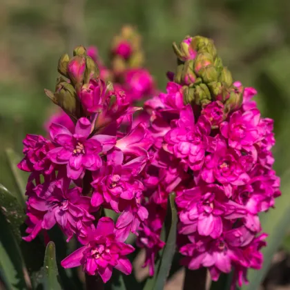 Hyacint plnokvetý Red Diamond - Hyacinthus - predaj cibuľovín - 1 ks