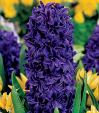 Hyacint Purple Star - Hyacinthus - predaj cibuľovín - 1 ks