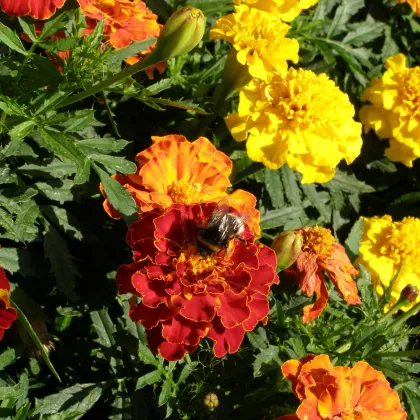 Aksamietnica vysoká zmes - Tagetes erecta - predaj semien - 0,3 g