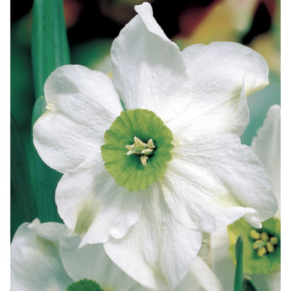 Narcis Sinopel - Narcissus - predaj cibuľovín - 3 ks
