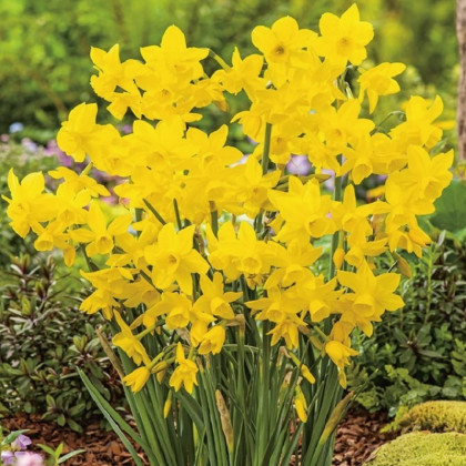 Narcis Golden Bouquet - Narcissus - predaj cibuľovín - 3 ks