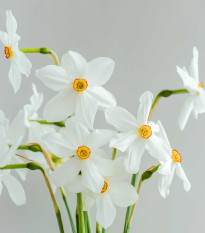 Narcis Silver Bouquet - Narcissus - predaj cibuľovín - 3 ks