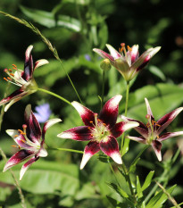 Ľalia Nettys Pride - Lilium - predaj cibuľovín - 1 ks