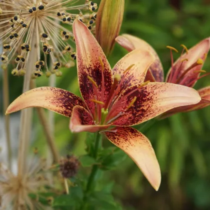 Ľalia Whistler - Lilium - predaj cibuľovín - 1ks