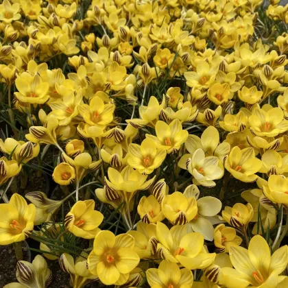 Krókus Gipsy Girl - Crocus chryzanthus - predaj cibuľovín - 3 ks