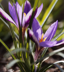 Krókus Spring Beauty - Crocus minimus - predaj cibuľovín - 3 ks