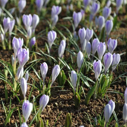 Krókus Vanguard - Crocus vernus - predaj cibuľovín - 3 ks