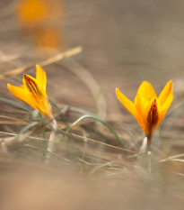 Krókus širokolistý - Crocus angustifolius - predaj cibuľovín - 3 ks