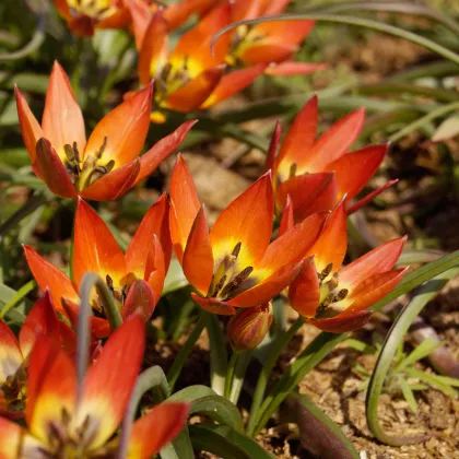 Tulipán Little Princess - Tulipa humilis - predaj cibuľovín - 3 ks