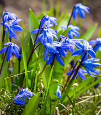 Scila sibírska modrá - Scilla siberica - predaj cibuľovín - 3 ks