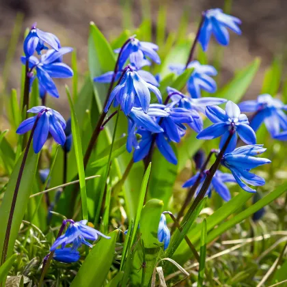 Scila sibírska modrá - Scilla siberica - predaj cibuľovín - 3 ks