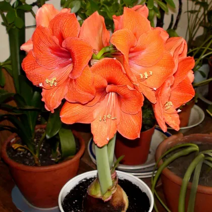 Zornica Orange Souvereign - Hippeastrum - predaj cibuľovín - 1 ks