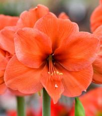 Zornica Orange Souvereign - Hippeastrum - predaj cibuľovín - 1 ks