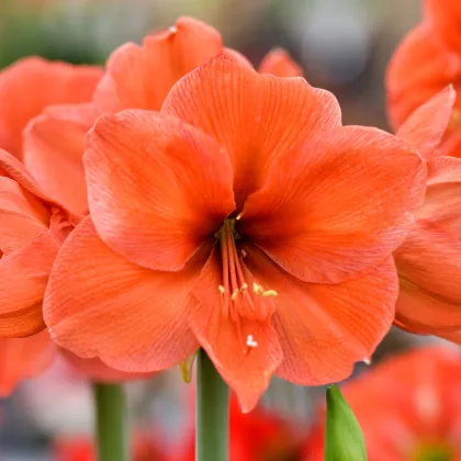 Zornica Orange Souvereign - Hippeastrum - predaj cibuľovín - 1 ks