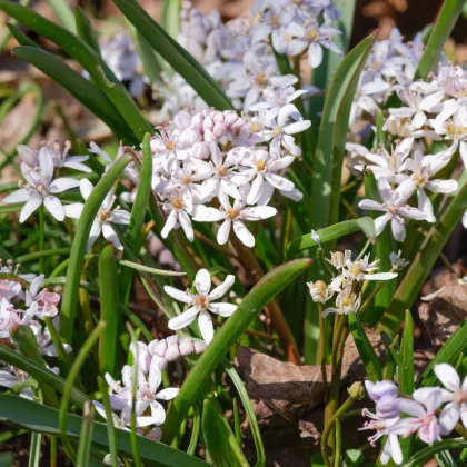 Scila dvojlistá ružová - Scilla bifolia rosea - predaj cibuľovín - 3 ks