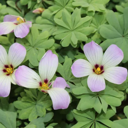 Šťavel žľaznatolistý - Oxalis adenophylla - predaj cibuľovín - 1 ks